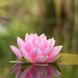 Lotus Blossom Fragrance Oil FP-200 HCS Collection